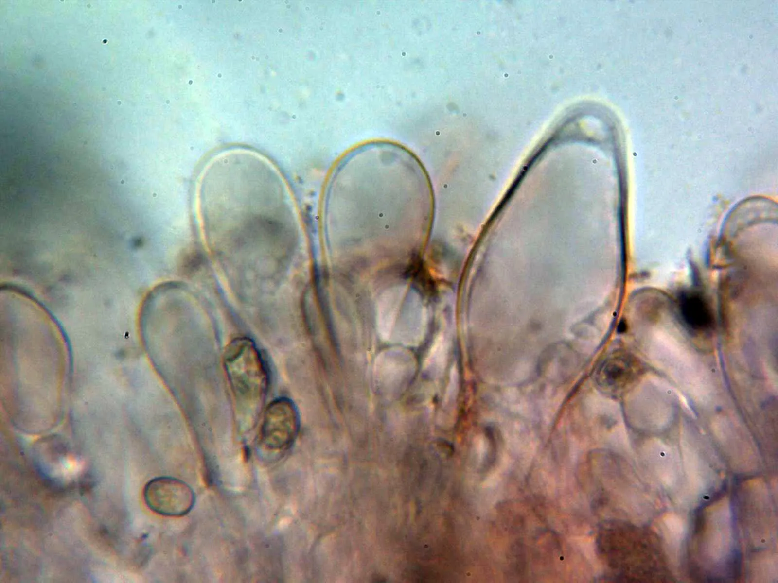 Microscopía de Pluteus phlebophorus - 10 - Queilocistidios 1